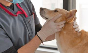 Veterinarios en Aguilas, Clinicas Veterinarias en Aguilas y Tiendas de Mascotas | Empresas relacionadas con Mascotas y Veterinarios en Aguias