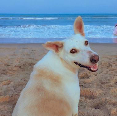 Playa para Perros de Águilas Murcia