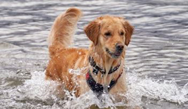 Playas para Perros en Aguilas | Playas para Mascotas en Murcia Aguilas | pet frendly beaches Aguilas